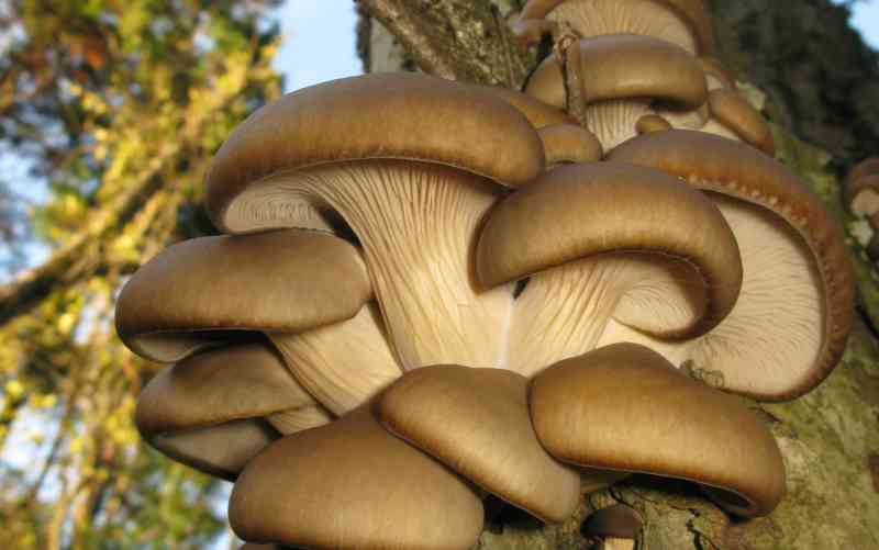 Pleurotus ostreatus usado para reciclagem de bitucas de cigarro