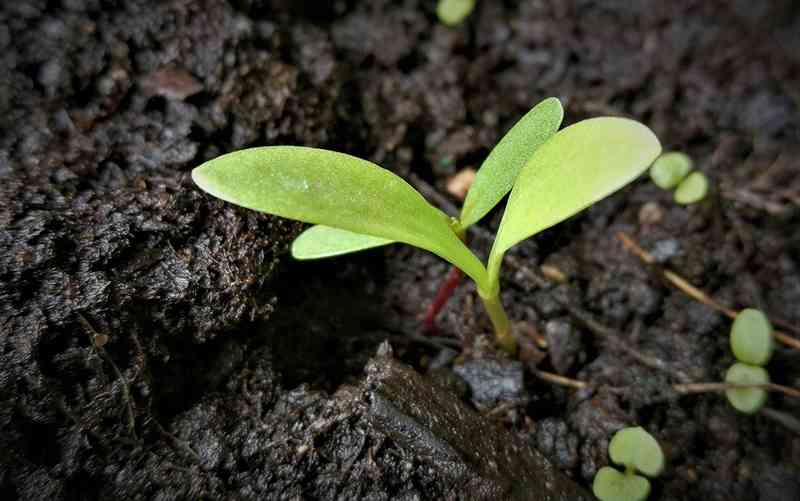 pequena planta