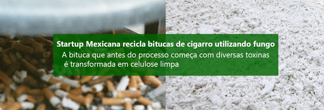 Startup Mexicana recicla bitucas de cigarro utilizando fungo
